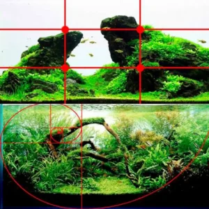 Regola_dei_terzi_e_sezione_aurea_nell’_aquascaping