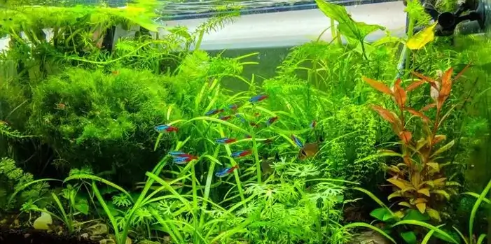 Il_caos_dello_stile_giungla_nell'aquascaping