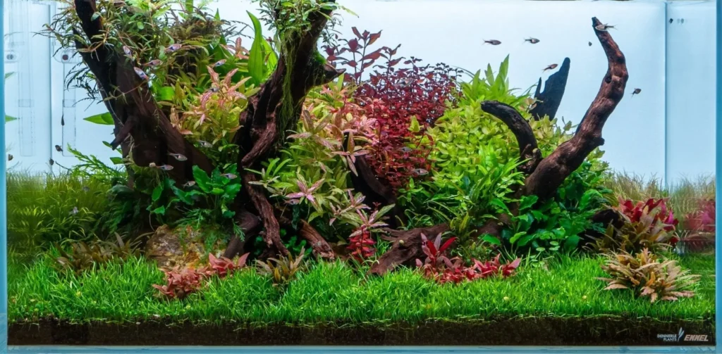 Il_legno_nello_stile_Ryoboku_nell'aquascaping