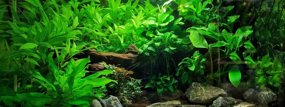 Lo_stile_low-tech_nell'aquascaping