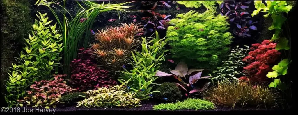 Aquascaping_di_tipo_olandese